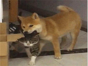 柴犬被马犬咬脸气到龇牙却不敢还手