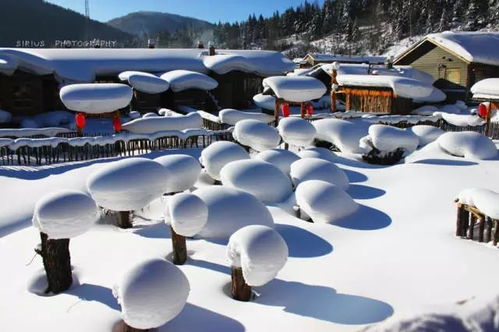 穿越北国雪原，探寻极地魅力—哈尔滨至北极的汽车之旅预算指南