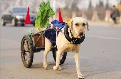 大爷的快乐骑行生活，与狗狗共享的幸福时光