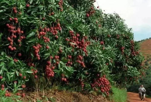 90后小伙拍下1300年荔枝树采摘权
